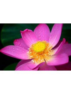 Flower Printed Canvas Art with Stretched Frame